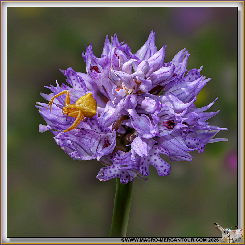 Orchis trident&eacute;